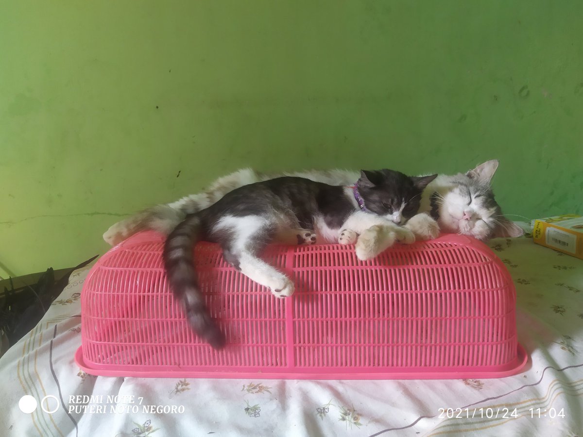 ADHIK_PUTRI's tweet photo. 😴😴😴 https://t.co/CIbC0IqGEi