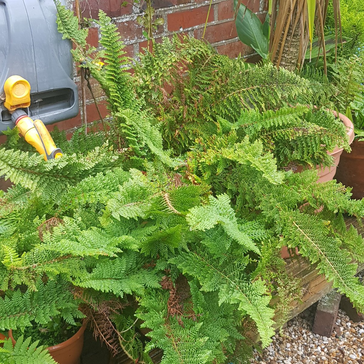 The newest edition to the #ModelmakersGarden. A monster of a fern.