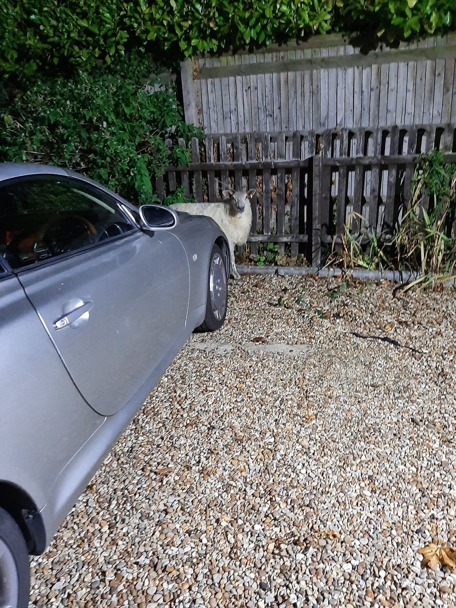 TVP_Wycombe's tweet photo. Thank you to the members of public who kept 'Susan' the Sheep safe Saturday evening. 
Checks were completed on a vehicle &amp; trailer moving sheep to another field. 
All in order with the farmer happy with the stop.
#PrincesRisboroughNHPT #CheppingWyeNHPT #C7271 #C9849 #P6027 https://t.co/JL8951tN4q