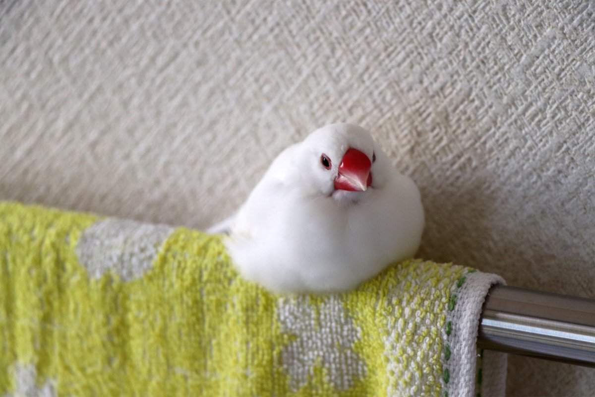 come_lab's tweet photo. 10月24日。本日は文鳥の日！
皆さんのお写真に癒されつつ、最愛のこめちゃんを想う😌

#文鳥の日 https://t.co/HmmNkcB8iu