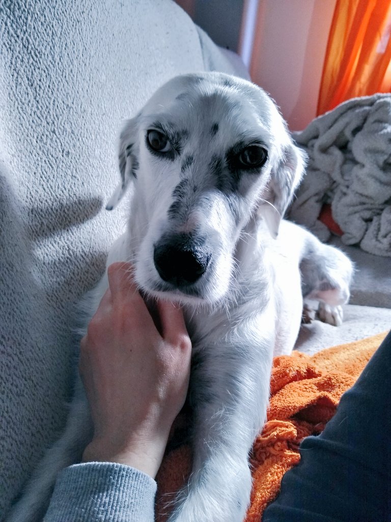 BrisaMolly's tweet photo. Mom.... What are you eating??
Is that yogurt?!?
Can I have some??
Pleaaase??
Pretty pleaaaase??😍
#DogsofTwittter #cutedogs #Foodtaster #sharisies #puppyeyes https://t.co/h3mJ1YEfnD