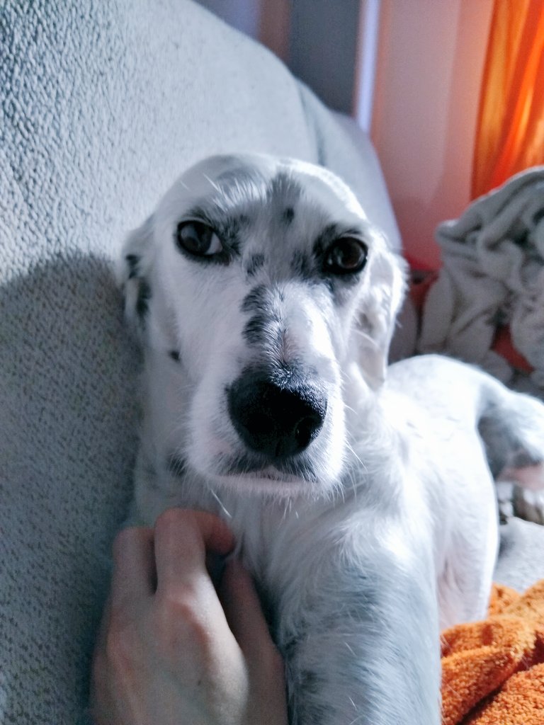 BrisaMolly's tweet photo. Mom.... What are you eating??
Is that yogurt?!?
Can I have some??
Pleaaase??
Pretty pleaaaase??😍
#DogsofTwittter #cutedogs #Foodtaster #sharisies #puppyeyes https://t.co/h3mJ1YEfnD