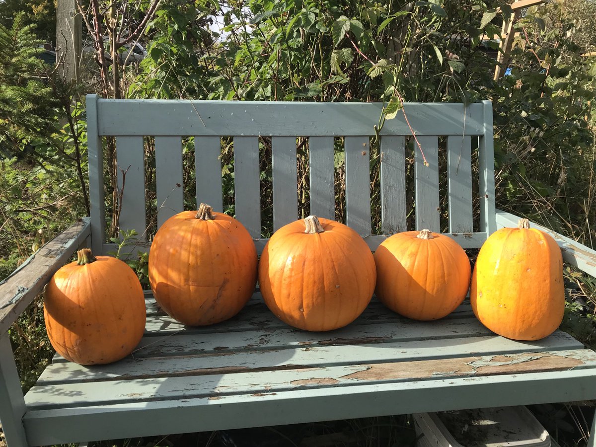This year’s pumpkin harvest from our allotment