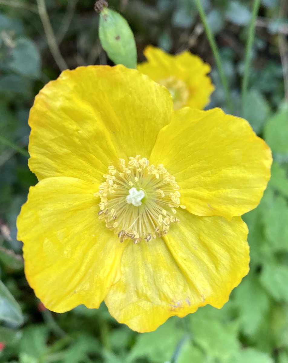 wispygardener's tweet photo. Sunny Sunday 🙌 https://t.co/VPHtjPNobh