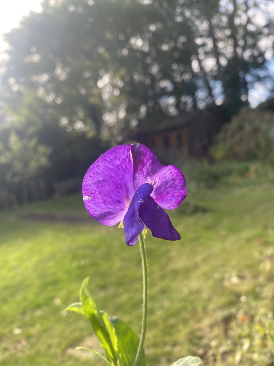 wispygardener's tweet photo. The last sweet pea https://t.co/VXvuTDPW1t