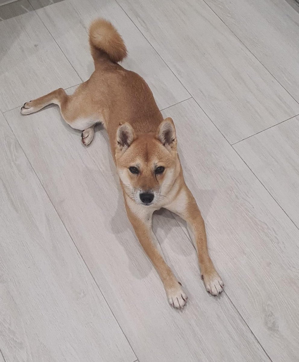 HectorRuizPardo's tweet photo. Os pido un poco de ayuda. Esta mañana se escapó Shelby en Vilanova i la Geltrú. Corrió desde la Ronda Iberica (zona Mercadona) hacia arriba y nos han dicho que la vieron cruzar la variante altura Mas Xicarró. Lleva arnés y chip. Millones de gracias. https://t.co/BAotPTmTRl