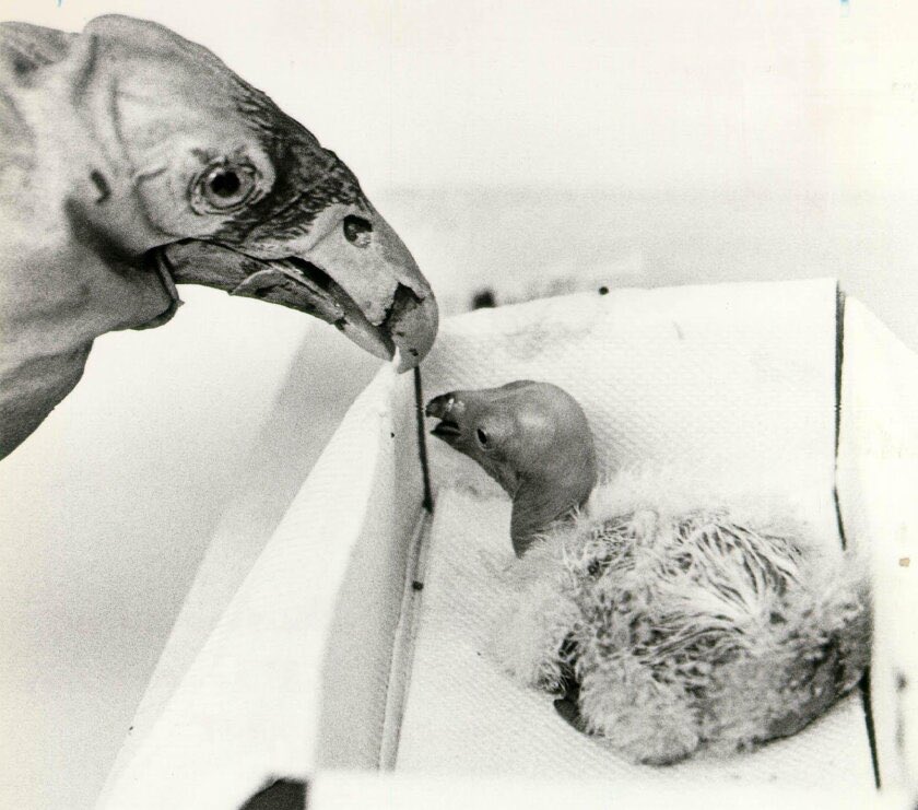 캘리포니아콘도르를 멸종에서 구해낸 가짜엄마.