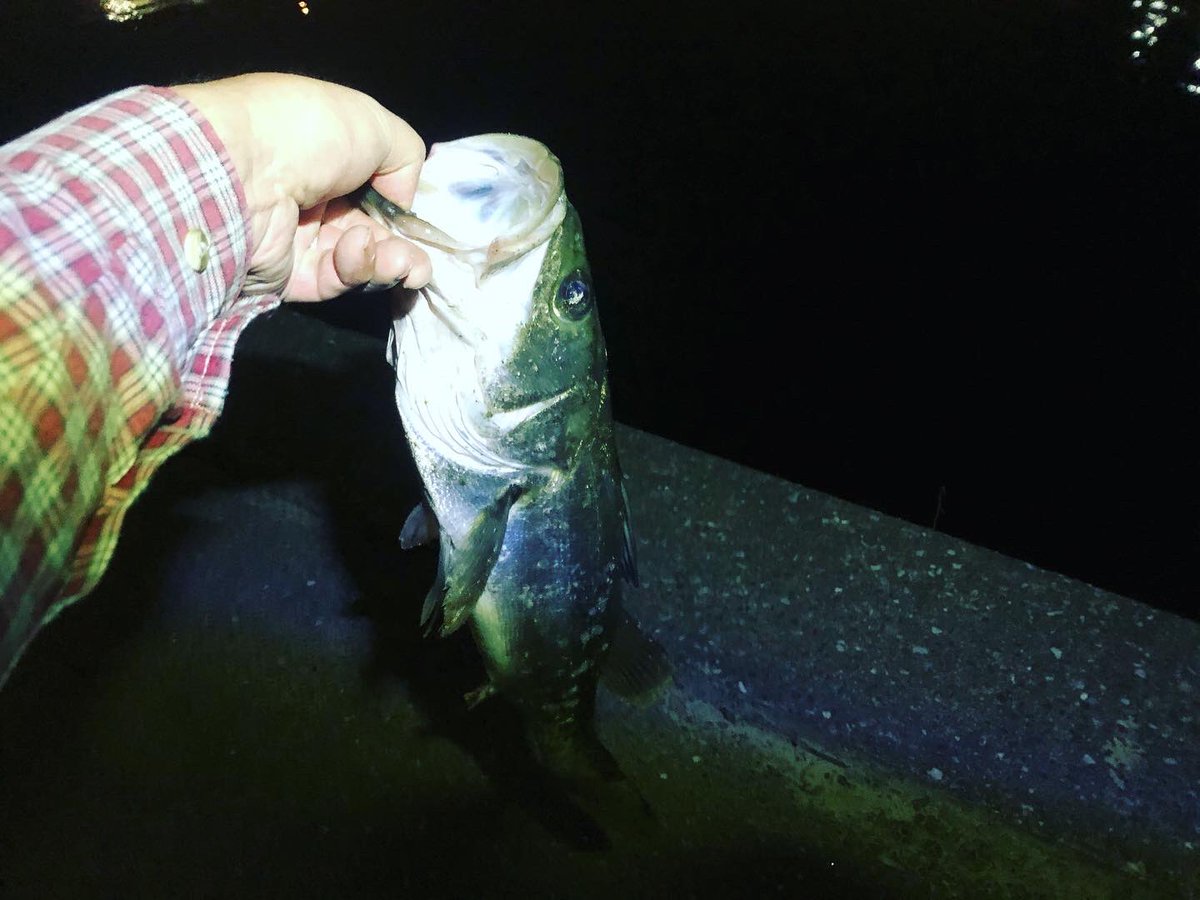 Top Tweets For Fishmanrod Twstalker