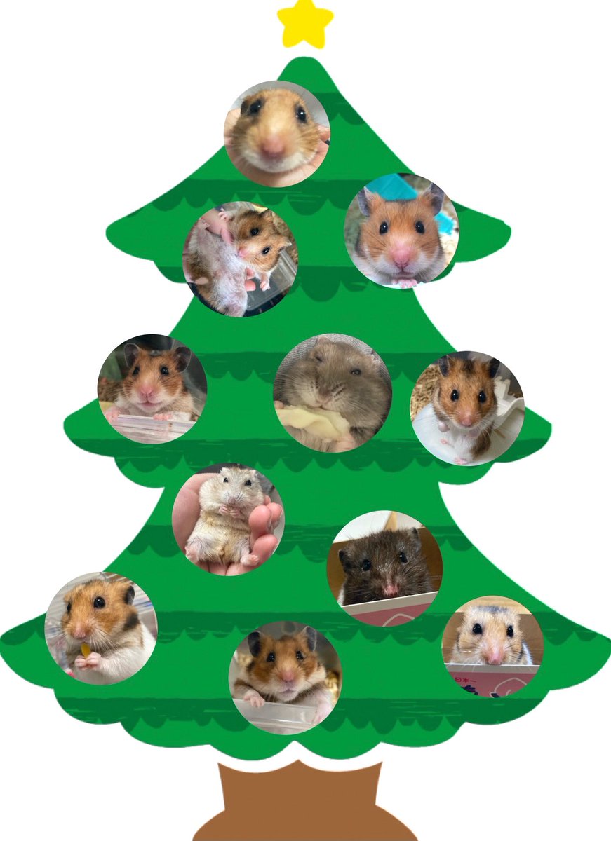 RuruKuro_ham's tweet photo. 皆さんのお力を貸してください！！

ルルクロ保育園、初企画！

"クリスマスツリーを作ろう"です。
詳しくは画像を見てもらえばと思います。

我が子を！という方大歓迎です

ぜひご協力お願いします🙇‍♂

#ハムスター 
#ハムスターのいる暮らし 
#企画 
#ご協力お願いします https://t.co/bBpz4xOIJY