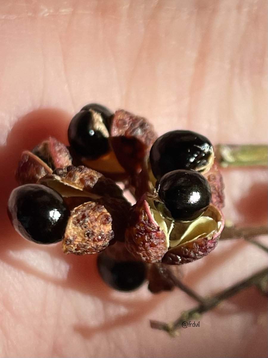 frdvil's tweet image. Following on from yesterday’s #sixonsaturday blog post, here is all about my Sichuan pepper from A to Z. fredgardenerblog2.wordpress.com/2021/10/24/sic… 
#sichuanpepper #zanthoxylumpiperitum