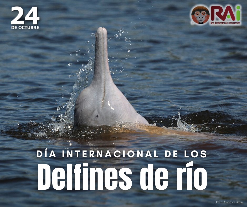 RAIBolivia's tweet photo. #DíaInternacionaldelosDelfinesdeRío
Hoy 24 de octubre celebramos a los señores de los ríos de la Amazonía. #Bolivia también tiene su propio delfín de río, el #Bufeo boliviano. Que este día nos recuerde la importancia que tienen estos animales para nuestros ecosistemas acuáticos. https://t.co/AC5La5gmOL