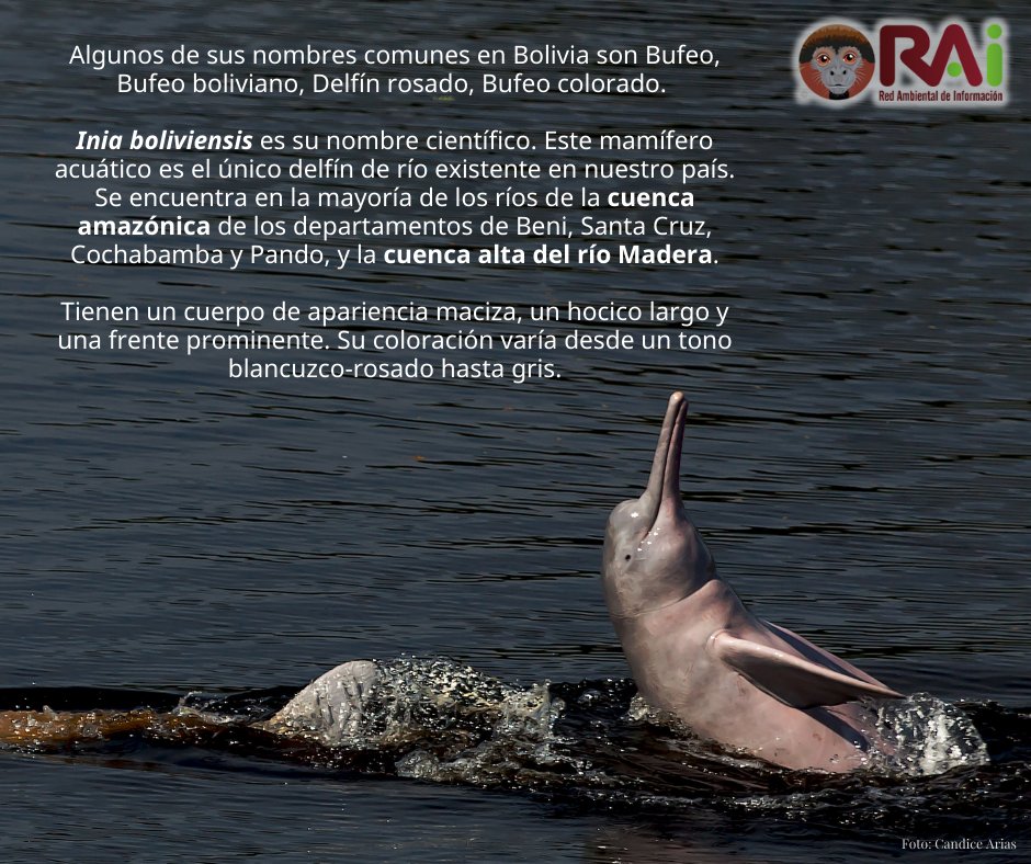 RAIBolivia's tweet photo. #DíaInternacionaldelosDelfinesdeRío
Hoy 24 de octubre celebramos a los señores de los ríos de la Amazonía. #Bolivia también tiene su propio delfín de río, el #Bufeo boliviano. Que este día nos recuerde la importancia que tienen estos animales para nuestros ecosistemas acuáticos. https://t.co/AC5La5gmOL