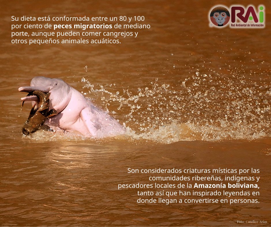 RAIBolivia's tweet photo. #DíaInternacionaldelosDelfinesdeRío
Hoy 24 de octubre celebramos a los señores de los ríos de la Amazonía. #Bolivia también tiene su propio delfín de río, el #Bufeo boliviano. Que este día nos recuerde la importancia que tienen estos animales para nuestros ecosistemas acuáticos. https://t.co/AC5La5gmOL