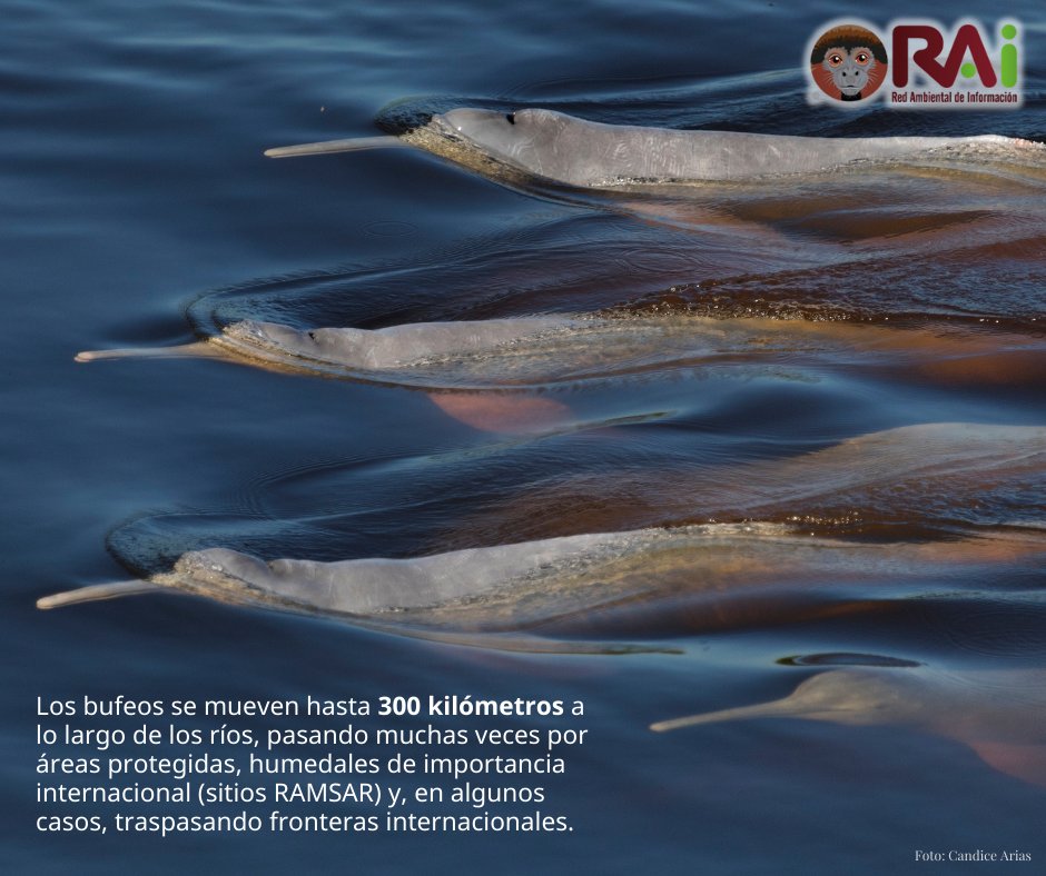 RAIBolivia's tweet photo. #DíaInternacionaldelosDelfinesdeRío
Hoy 24 de octubre celebramos a los señores de los ríos de la Amazonía. #Bolivia también tiene su propio delfín de río, el #Bufeo boliviano. Que este día nos recuerde la importancia que tienen estos animales para nuestros ecosistemas acuáticos. https://t.co/AC5La5gmOL