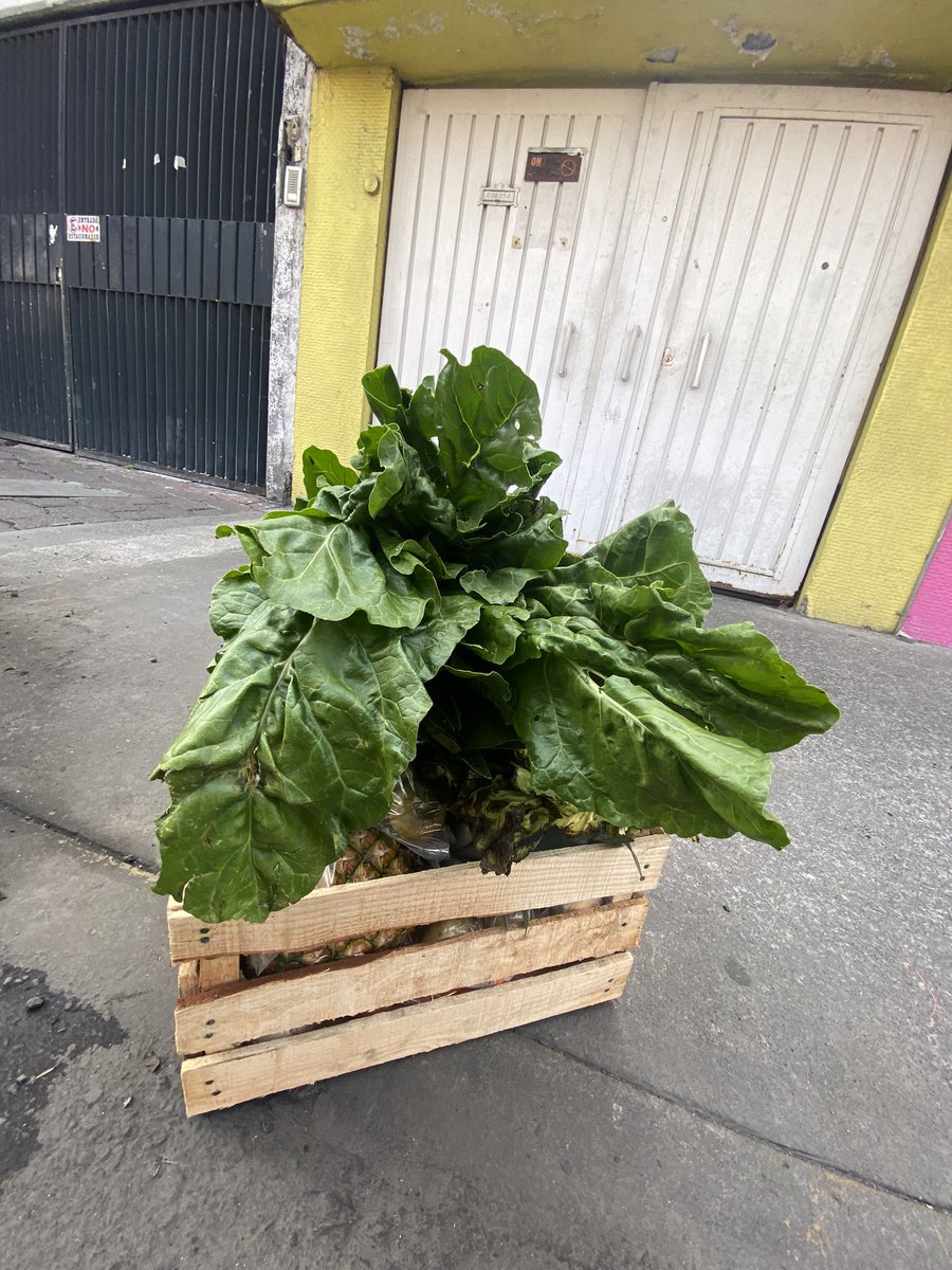 EscapadasM's tweet photo. Estos y más, fueron los pedidos de este fin de semana. ¿Qué esperas? Ahorra tiempo y recibe tu abasto en la puerta de tu hogar. #iztacalco #Coyoacán #CDMX #alamos #narvarte #Portales #Tlatelolco #Obrera #ColRoma #ColCondesa #Napoles #MovilidadCDMX https://t.co/FsD1WIBoP2