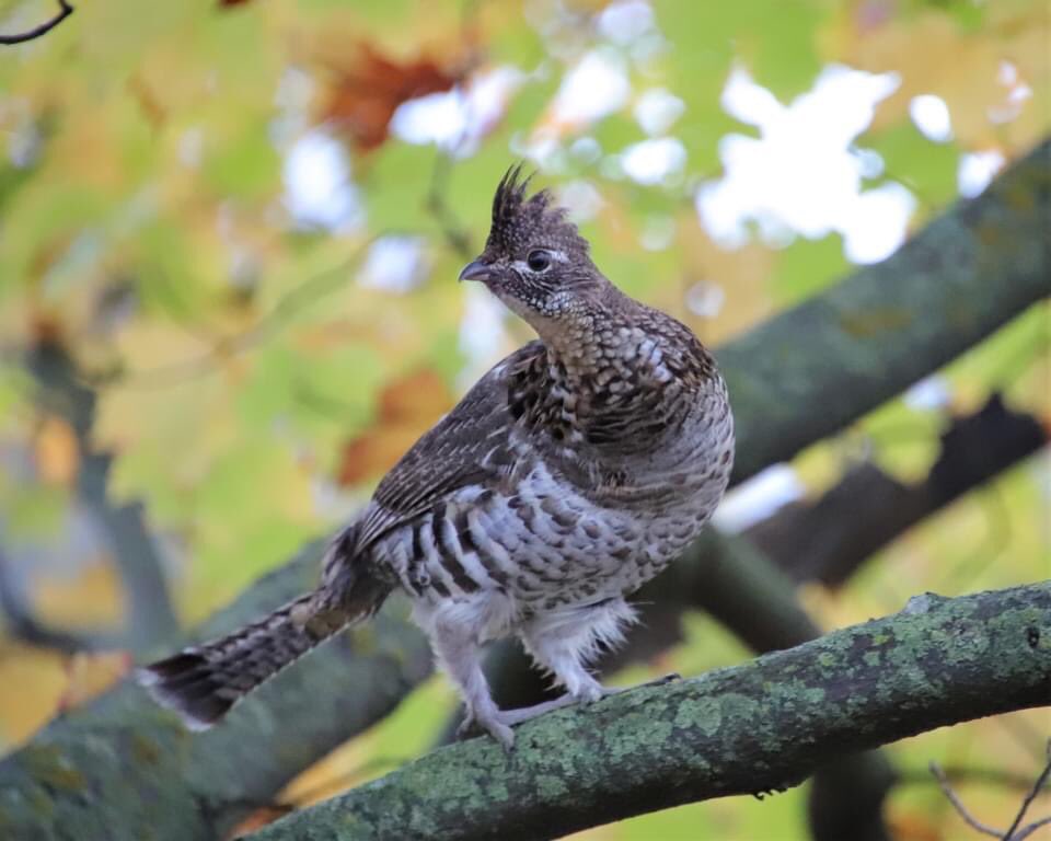 The Ruffed Grouse drums in the forest by rotating it’s wings- captured air is drawn in under pressure-when released creating a “thump”. They consume plants other birds find distasteful or toxic, spreading seeds &amp; ensuring biodiversity of forests 
#ontariobirds #thelandbetween