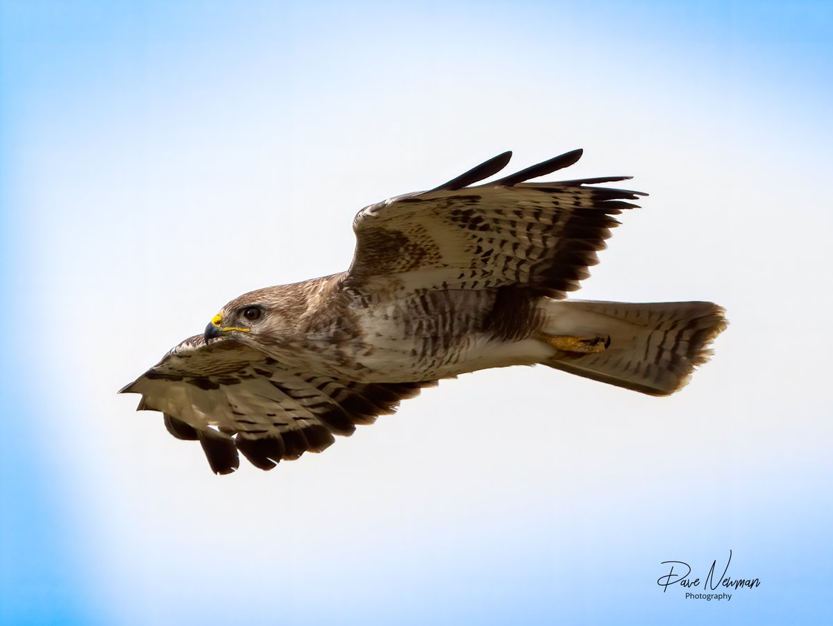 DaveSpherical's tweet photo. In flight. The #common #buzzard soaring the skies.
#TwitterNatureCommunity #talons @TheTalonUK #birds #NaturePhotography #wildlifephotography https://t.co/3ylMvukgcQ