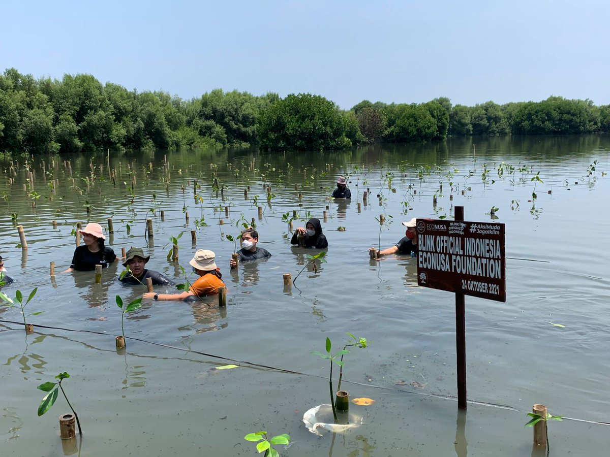 Blink_OFCINDO's tweet photo. To support BLACKPINK as a Climate Change Ambassador. Today, BLINK Indonesia has finished planting mangroves in Jakarta

@ygofficialblink @BLACKPINK @UNFCCC @YouTube @BBCNews @BBCEarth @indozonemedia @kpop4planet @Kpop4Climate
 
#DearEarthWithBLACKPINK https://t.co/q6xphH7av3