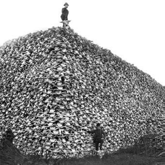 LakotaMan1's tweet photo. The slaughtering of the tatanka (buffalo) was a crime against the earth itself. https://t.co/eLsY4eE6wE