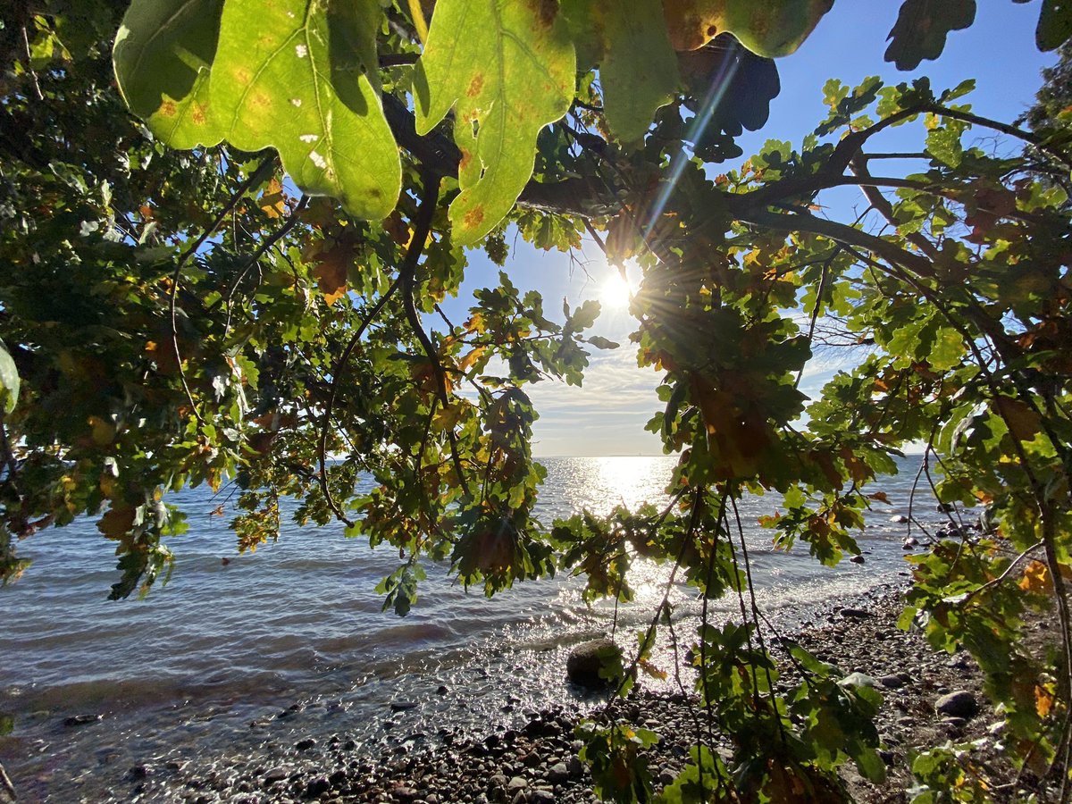 PLANTObelly's tweet photo. Ohne das Grün der Bäume wären manche Bilcke nicht so schön. Einige #Bäume #genießen ihr #Leben am #Strand, ist das nicht beneidenswert?
#klimakrise #klimawandel https://t.co/7zJyUgnRVP