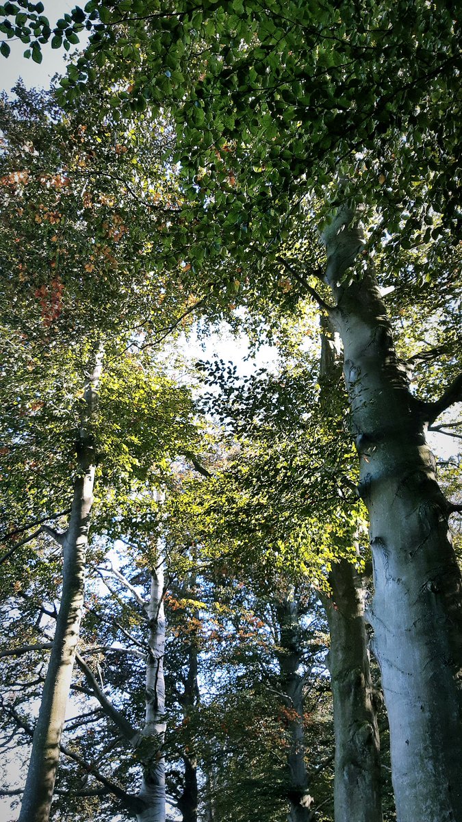 Freshly baked cookies and forest walks kinda day ~ 🍂🍪