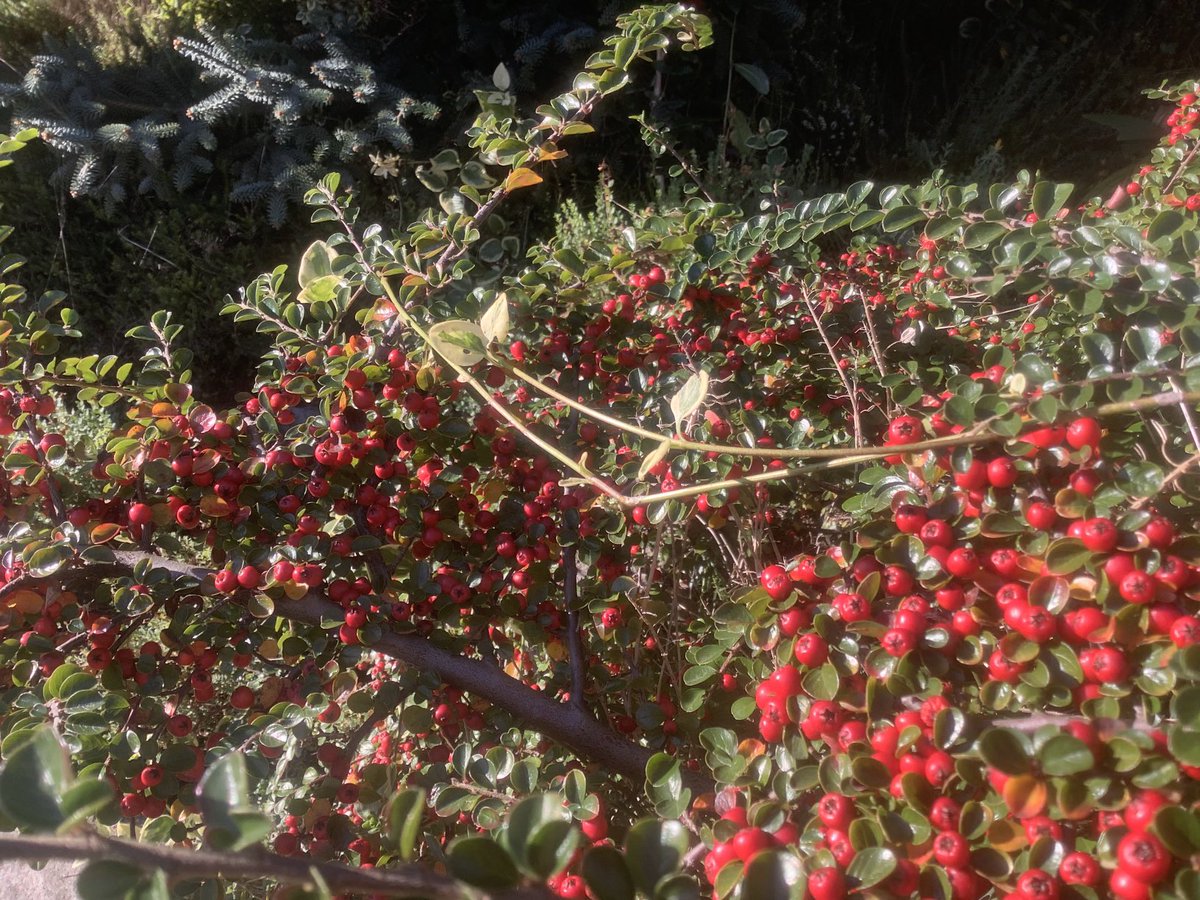 PLLeadershipMel's tweet photo. Love the autumnal late-afternoon light in the garden- this season is perfect to reflect on the leadership lessons we can learn from the new perennial movement-inspired by nature #diversity #intermingling #sustainability #intentionality-what do you think ⁦@NewPerennialist⁩ ? https://t.co/OfgIsciVQN