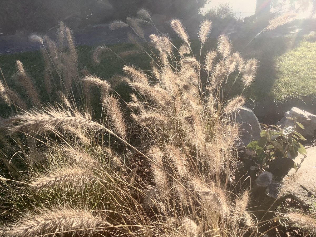 PLLeadershipMel's tweet photo. Love the autumnal late-afternoon light in the garden- this season is perfect to reflect on the leadership lessons we can learn from the new perennial movement-inspired by nature #diversity #intermingling #sustainability #intentionality-what do you think ⁦@NewPerennialist⁩ ? https://t.co/OfgIsciVQN