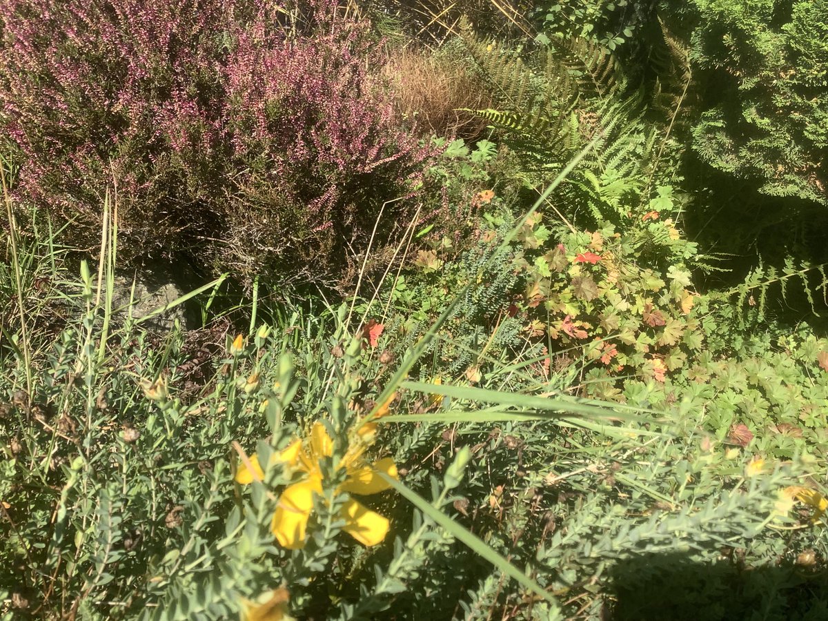 PLLeadershipMel's tweet photo. Love the autumnal late-afternoon light in the garden- this season is perfect to reflect on the leadership lessons we can learn from the new perennial movement-inspired by nature #diversity #intermingling #sustainability #intentionality-what do you think ⁦@NewPerennialist⁩ ? https://t.co/OfgIsciVQN