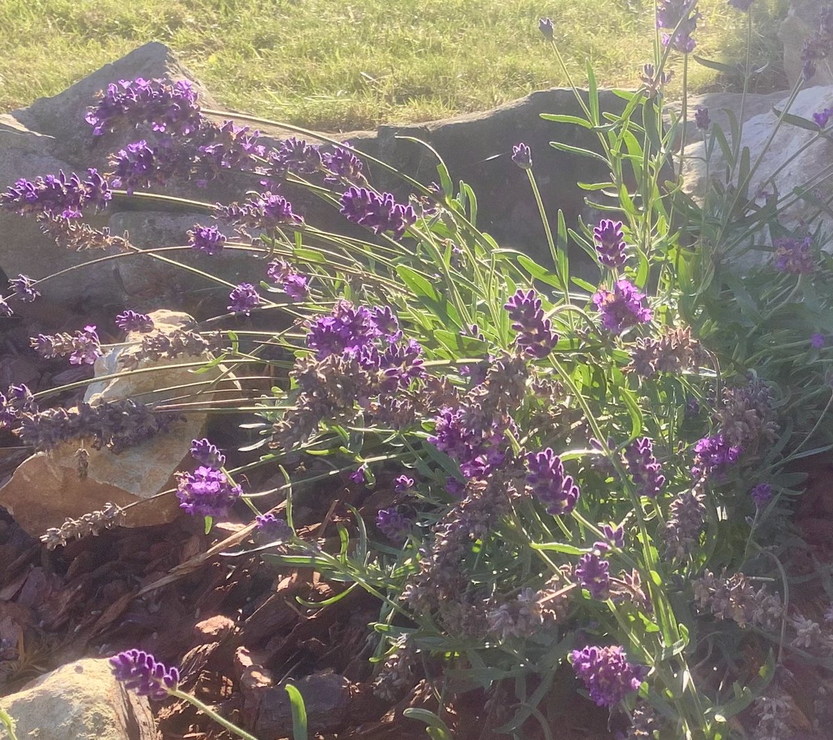 PLLeadershipMel's tweet photo. Love the autumnal late-afternoon light in the garden- this season is perfect to reflect on the leadership lessons we can learn from the new perennial movement-inspired by nature #diversity #intermingling #sustainability #intentionality-what do you think ⁦@NewPerennialist⁩ ? https://t.co/OfgIsciVQN