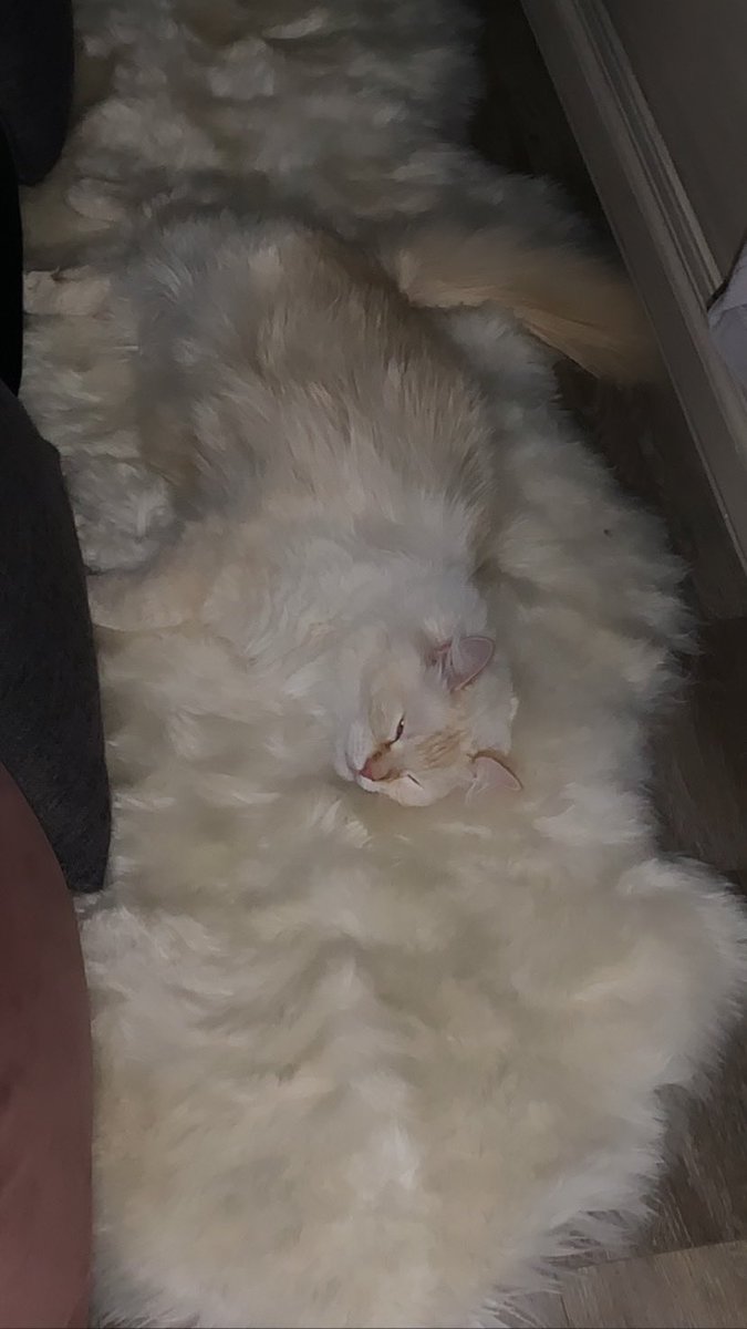 CourtneyRand_TS's tweet photo. Spot the cat!? I’d like to introduce you to Max. 💙🤍🤎
#CatsOfTwitter
#ContentCourtneyyy
#UofTSCSDigital https://t.co/VOcxfROJuU