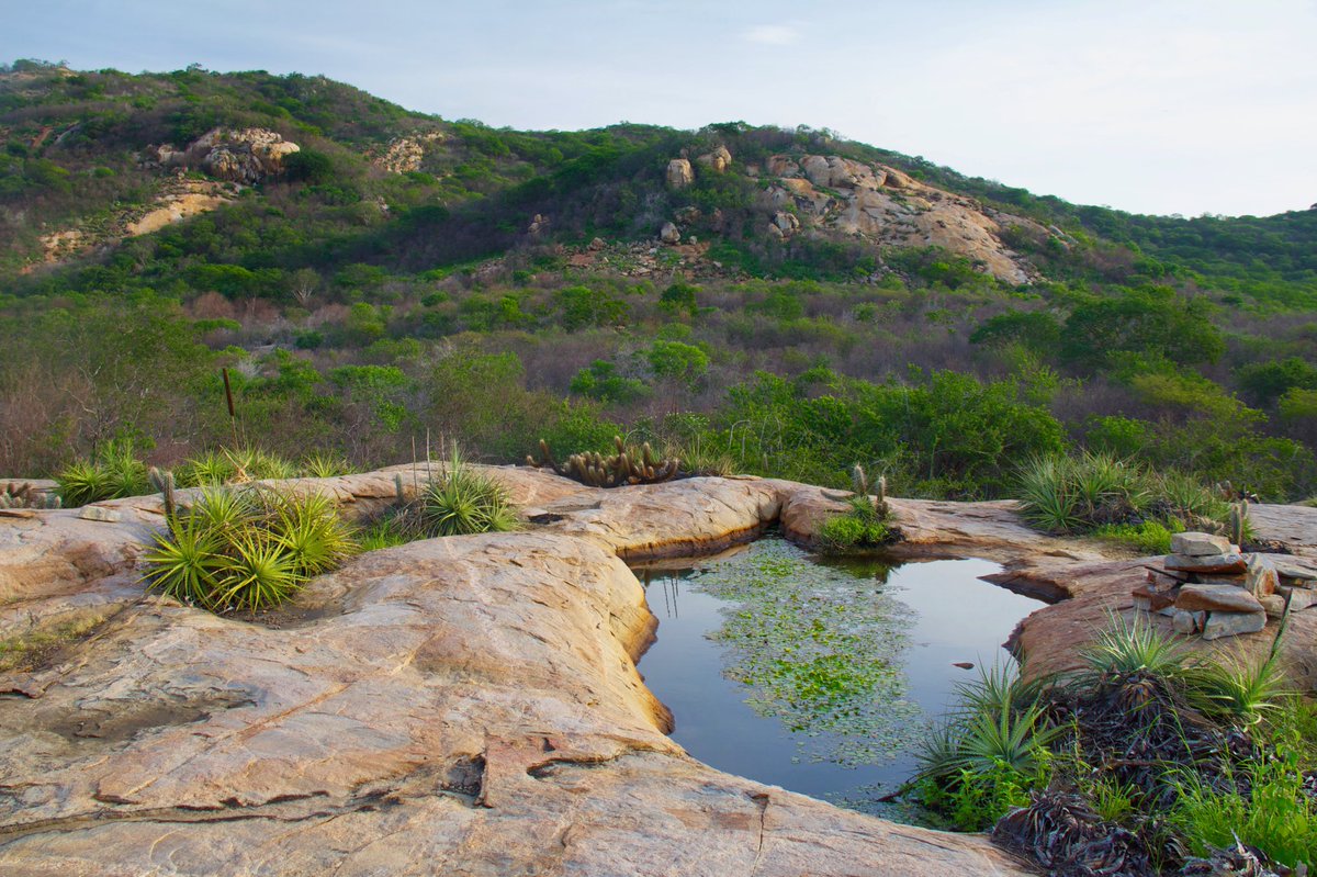 EnvConsJournal's tweet photo. New paper alert! The Brazilian Caatinga protected areas: an extremely unbalanced conservation system, by Marília Gomes Teixeira, Eduardo Martins Venticinque, Marília Bruzzi Lion &amp;
Míriam Plaza Pinto from @PPGECOUFRN ⬇️ https://t.co/3fF0tZGh7q https://t.co/jKAezhuHsz