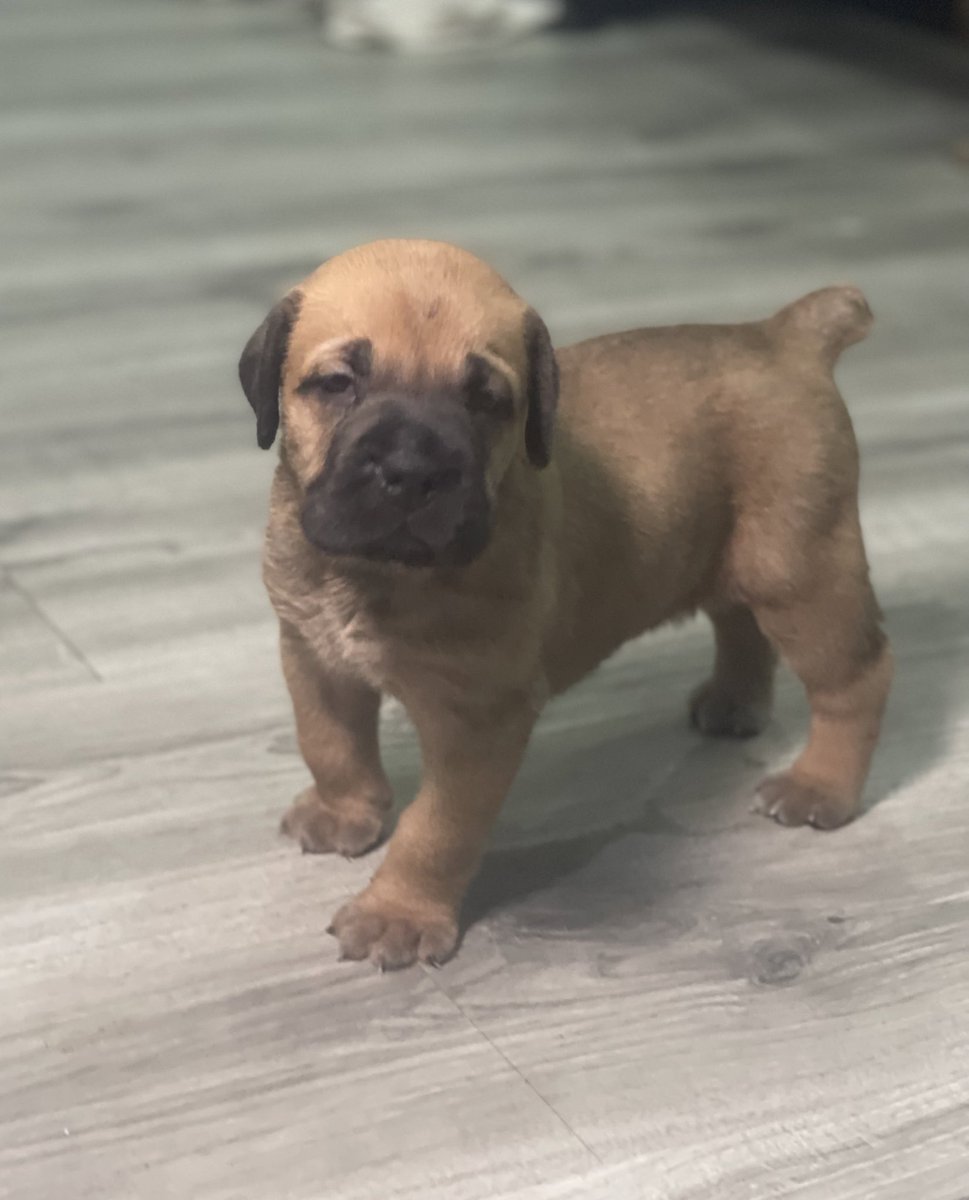 bj_kinging's tweet photo. Pure bred boerboels available for booking/sale 🐶 

Breed: South African Mastiff 
Sex: M and F     2:5
Age: 4 wks
Price: 190,000
Location: Lagos

Send a DM/WhatsApp 08161146578

Parent details in thread

pls RT ❤️ https://t.co/5vwt7rreEa