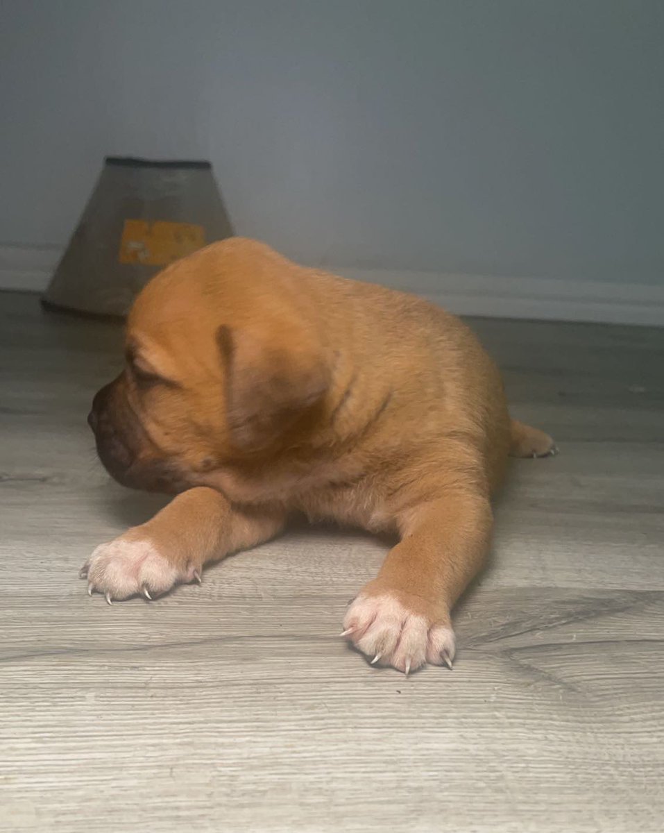 bj_kinging's tweet photo. Pure bred boerboels available for booking/sale 🐶 

Breed: South African Mastiff 
Sex: M and F     2:5
Age: 4 wks
Price: 190,000
Location: Lagos

Send a DM/WhatsApp 08161146578

Parent details in thread

pls RT ❤️ https://t.co/5vwt7rreEa