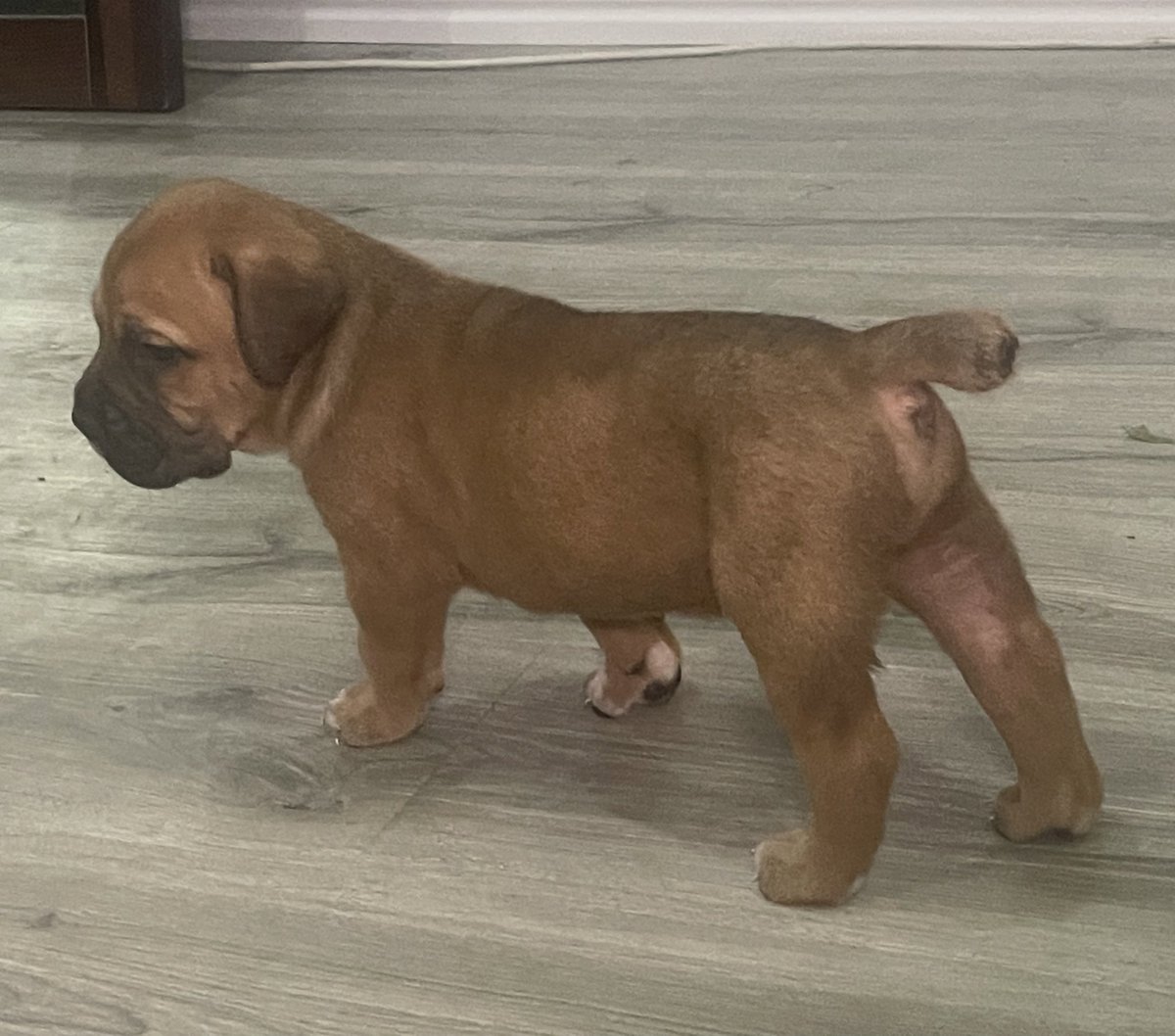 bj_kinging's tweet photo. Pure bred boerboels available for booking/sale 🐶 

Breed: South African Mastiff 
Sex: M and F     2:5
Age: 4 wks
Price: 190,000
Location: Lagos

Send a DM/WhatsApp 08161146578

Parent details in thread

pls RT ❤️ https://t.co/5vwt7rreEa