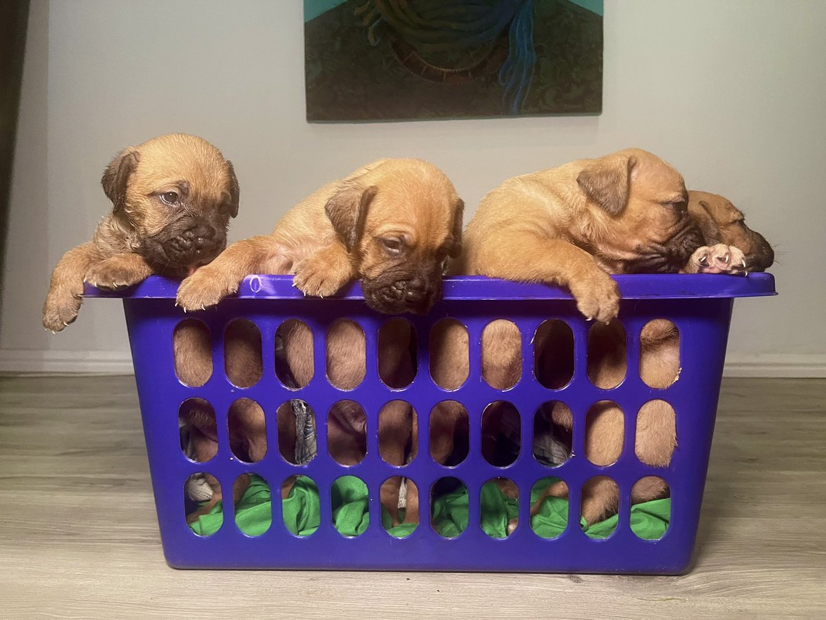 Pure bred boerboels available for booking/sale 🐶 

Breed: South African Mastiff 
Sex: M and F     2:5
Age: 4 wks
Price: 190,000
Location: Lagos

Send a DM/WhatsApp 08161146578

Parent details in thread

pls RT ❤️