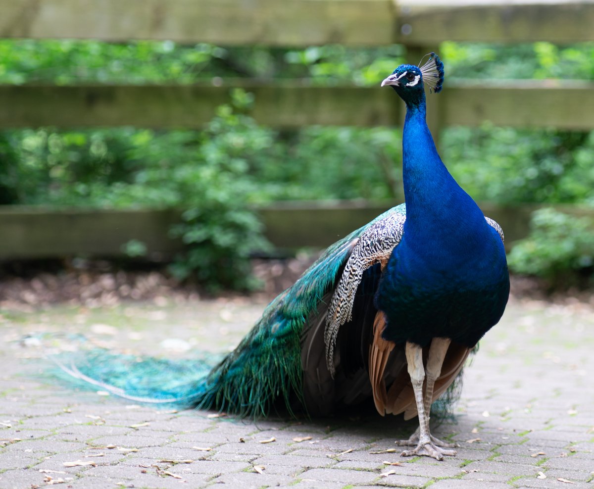 binderparkzoo's tweet photo. Make tracks to the zoo for your final visit! Open today 10am-4pm. Head to Beulah's Restaurant for lunch with a seasonal beer, cider or seltzer and toast a season that we are proud as a 🦚 of! (Bring your age-twelve-and-unders to Beulah's for a free gift - while supplies last.) https://t.co/jxVxdcLJkp