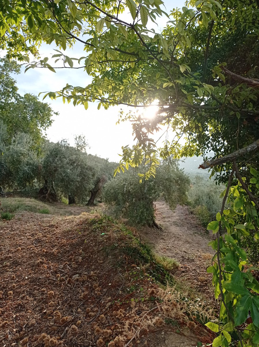 conde_onde's tweet photo. 🌍 Día Mundial Contra el Cambio Climático ♻️

✅ Adaptando y apostando por las Buenas Prácticas Agrícolas para su mitigación 💯 https://t.co/WfEdHhKDyd