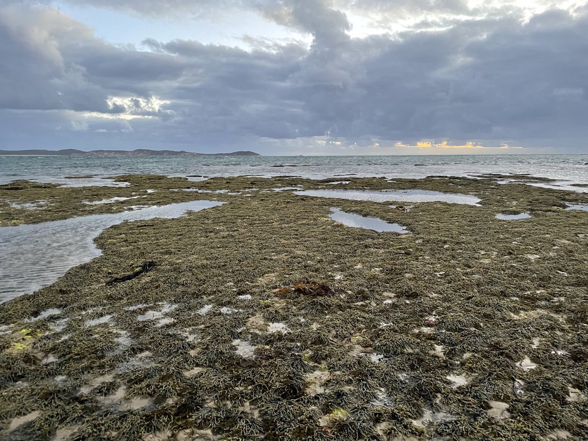 dr_snorkel's tweet photo. #greatsouthernbioblitz Shortlands Bluff #greatsouthernreef #intertidal #fucoids #Hormosira https://t.co/KdJuf7CsQM