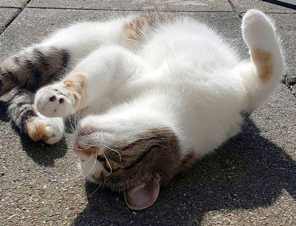 Кот отдыхает. Кот ползет по ковру. Кот валяется на спине. Котик на диване. Кошка катается по полу.