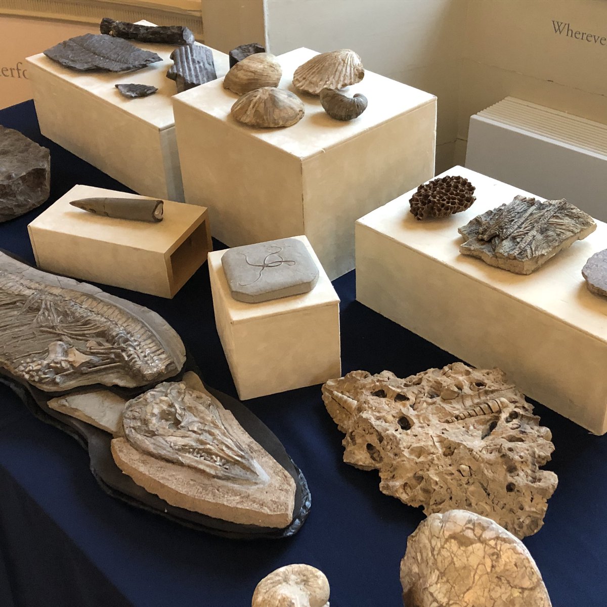 AmalKhreisheh's tweet photo. It’s #DinoDay today @SomersetMuseum. I’m here with a table of fossils. Traditionally on Dino Day I get upstaged by a disco-dancing dinosaur but this year it looks like I’m going to upstaged by Titch the animatronic T-Rex! #Dinosaurs #Fossils #SWHTDiscovery https://t.co/PsoTyA6q7e