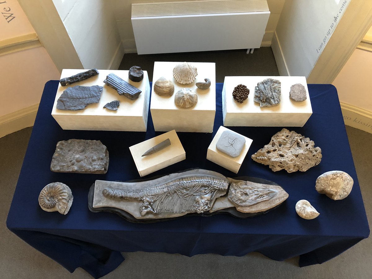AmalKhreisheh's tweet photo. It’s #DinoDay today @SomersetMuseum. I’m here with a table of fossils. Traditionally on Dino Day I get upstaged by a disco-dancing dinosaur but this year it looks like I’m going to upstaged by Titch the animatronic T-Rex! #Dinosaurs #Fossils #SWHTDiscovery https://t.co/PsoTyA6q7e