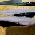 知らなかった!深海魚の喉～お腹にかけて黒い膜がある場合が多い!
