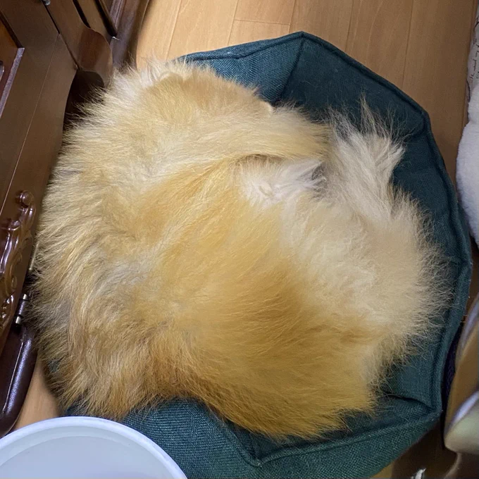 寒くなって来たので、ポメちゃんが丸くなって寝る様になりました。可愛いですね。飼い主は近眼なので、正直「どこが何の部分か全くわからねぇ」と思いました。 