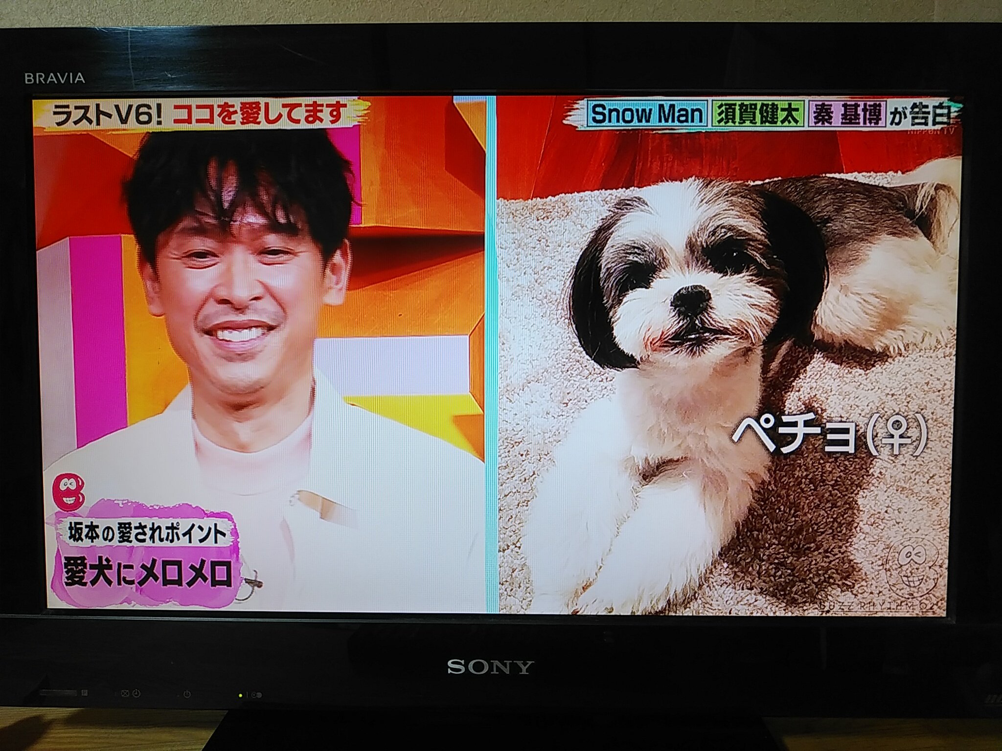 けいきゅんた バズリズム02 V6 坂本昌行 の愛犬 の名前は ペチョ 面白くて可愛い名前ですね T Co Dz0yeemmwz Twitter