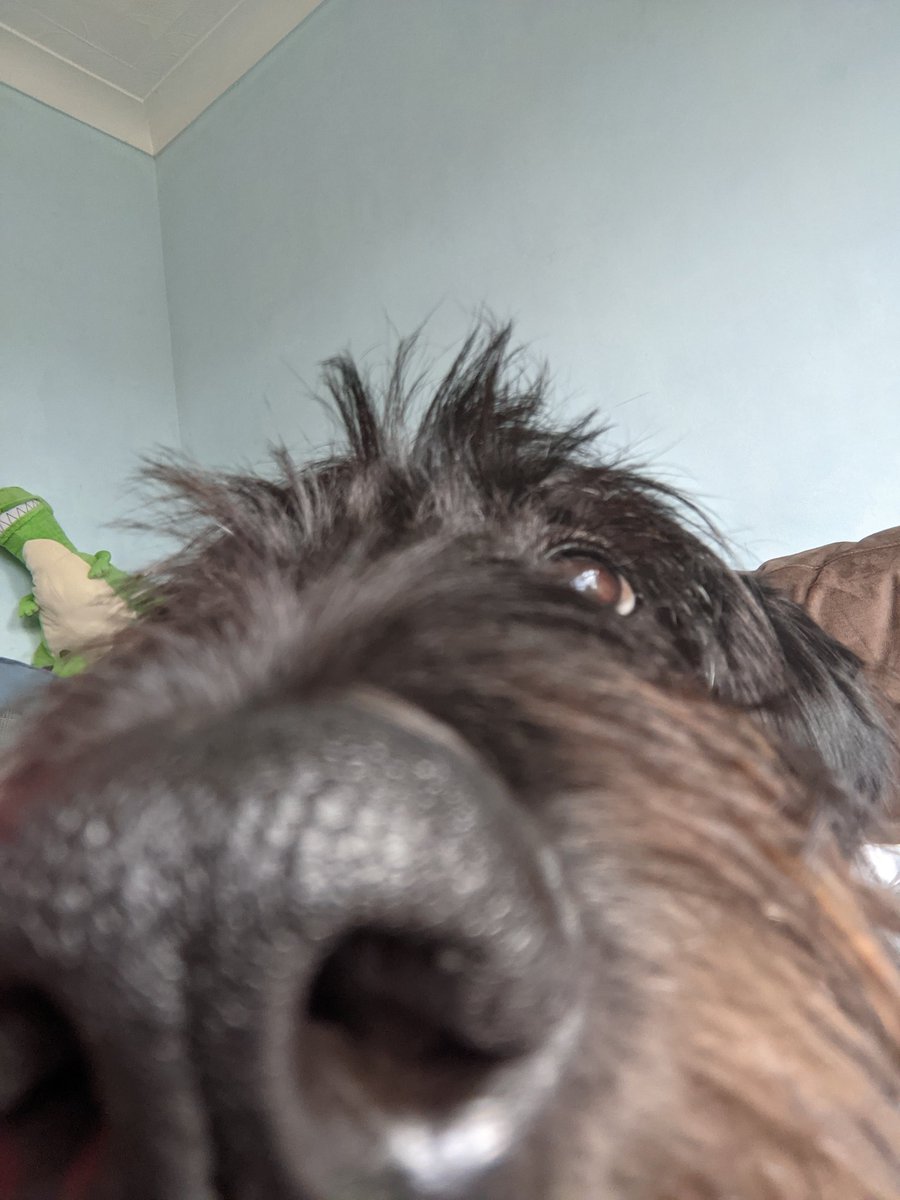 Ripley_Pup's tweet photo. @DirectFirstAid @invictusprotect @GLiveGuildford @WaterboysMusic @HQTheatres This boop https://t.co/LXEahCsB3a