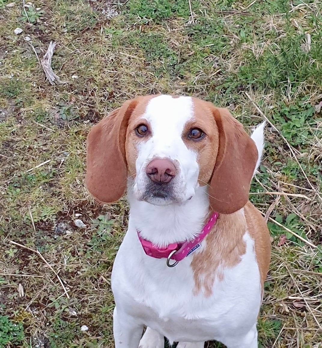 RoyDogBehaviour's tweet image. “Roy has been amazing with our beagle. we can now enjoy walks with her as a family. she is such a calmer dog now. would highly recommend. He is also excellent with children involves them in the training.” - Tara 

Thanks for the fab feedback 🙏