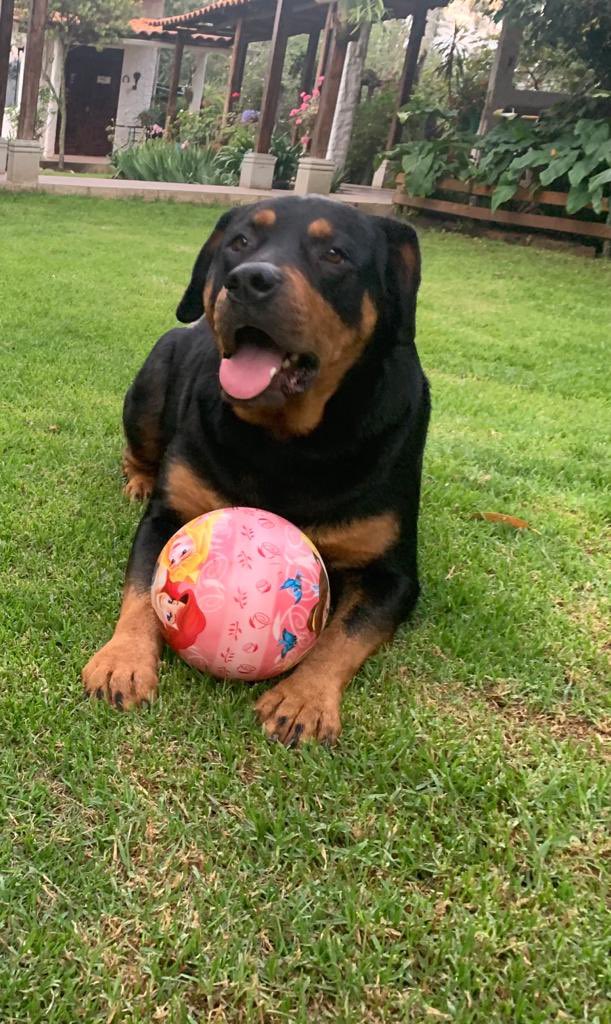 maquena30's tweet photo. Por favor ayúdenme a encontrar a mi perro, Cronos, se perdio el día de ayer sábado, por la universidad UPN. 
Se dará muy buena gratificación a quien nos ayude a encontrarlo.
☎️ 949141396, 976228201, 949166537. https://t.co/teN2oheFag