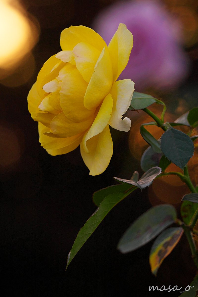 Masa O 今日の 野毛山動物園 はすごい人出で混雑していました 皆さん自粛が続いた反動で久しぶりの動物園を楽しんでいらっしゃるようです 動物たちの前は混雑でしたので私は野毛山動物園 野毛山公園の風景を楽しんでました