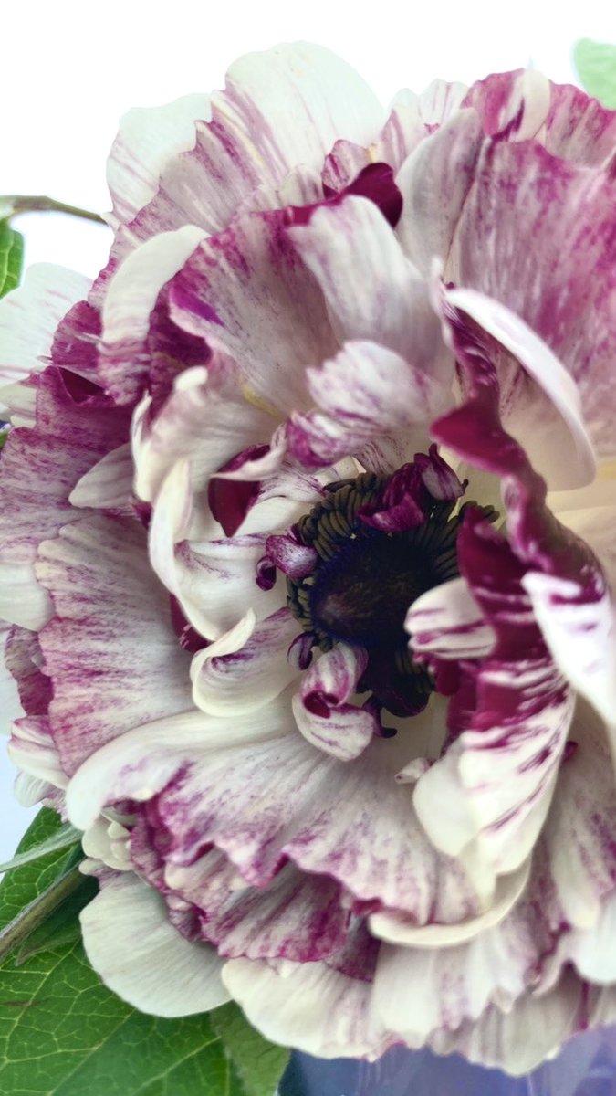 BYJK2020's tweet photo. #花を撮る
#iPhonecameraonly
#写真好きな人と繋がりたい
#アプリ編集
#スマフォトグラファー
#スマートフォンカメラオンリー https://t.co/dnAhFATSOk