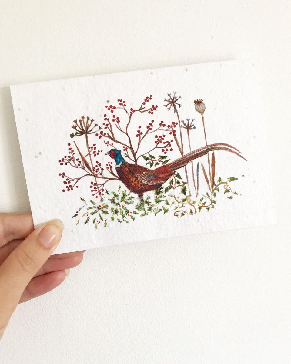 yasminjonescard's tweet photo. A new pheasant design for my plantable christmas seed cards. Save the card and plant in spring to grow beautiful wildflowers. https://t.co/NSTD0ovirN #UKGiftAM #ecofriendly #seedcards #greetingcards #christmascards https://t.co/Zok3Y0bsKX